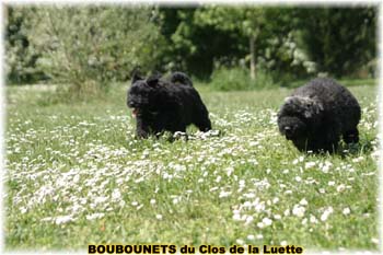 chiot du clos de la luette SITE WEB ELEVAGE DU CLOS DE LA LUETTE SPECIALISE POUR LE BOUVIER DES FLANDRES ©